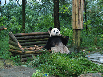 bifengxia-panda