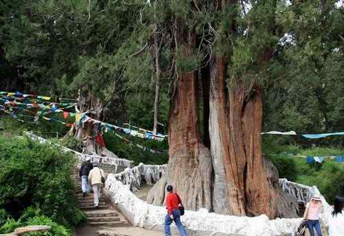 giant cypress wood