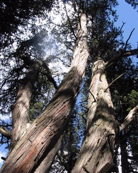 giant cypress wood