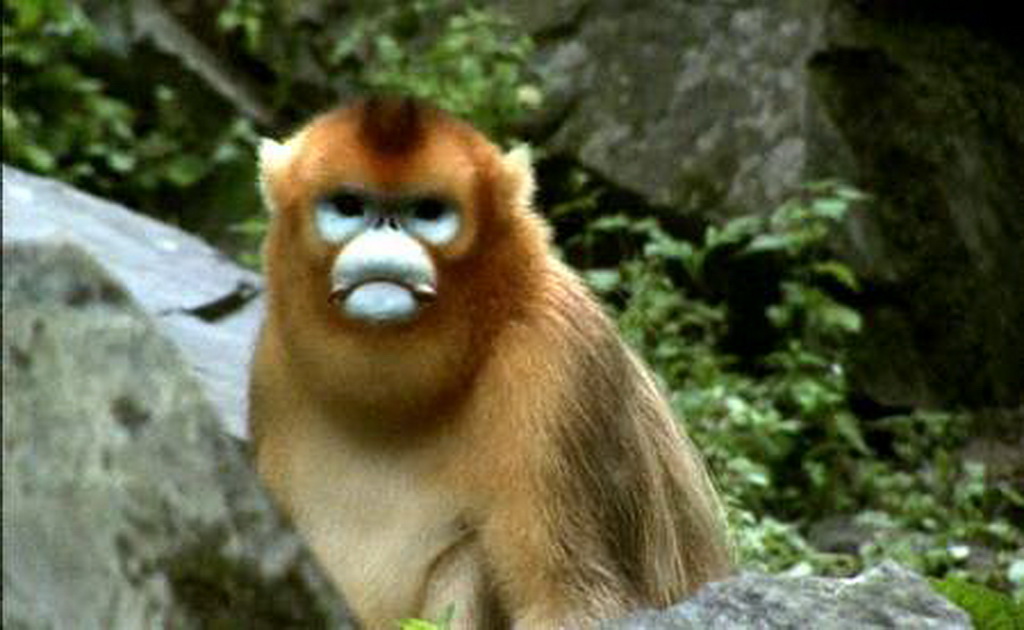 Sichuan golden monkey