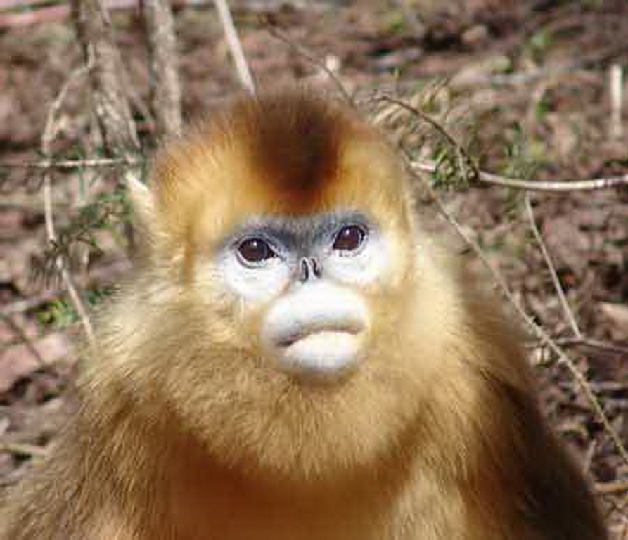 golden monkey