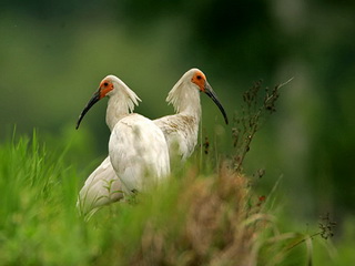 Crested Ibis Reserve