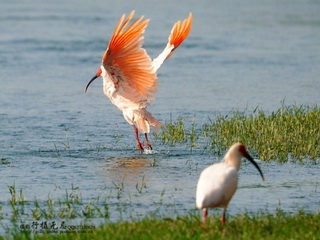 Crested Ibis National Nature Reserve
