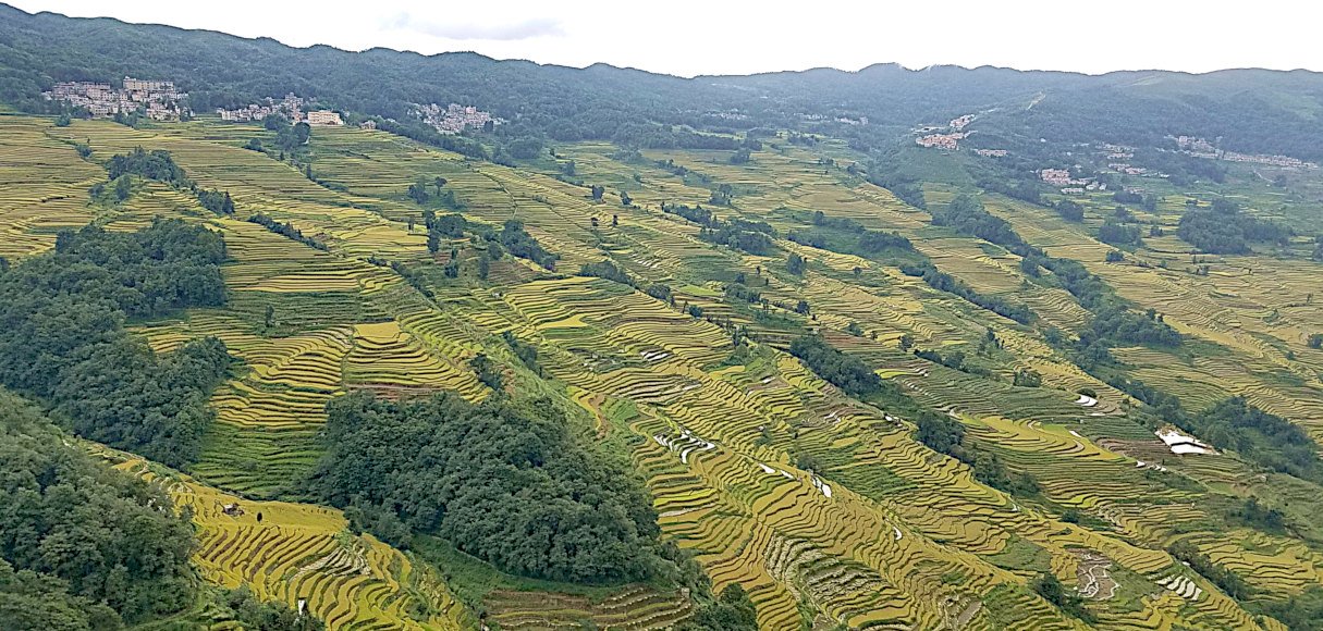 panorama view of yuanyang rice terrace in yunnan